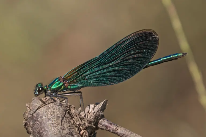 Dragonflies & Damselflies